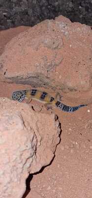 Leopardgecko - weiblich 2