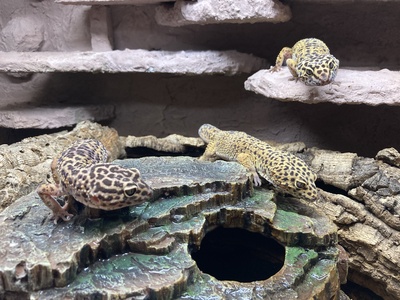 Leopardgecko - weiblich