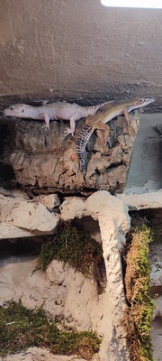 Leopardgecko - weiblich