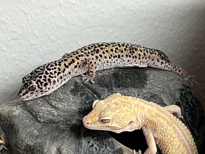 Leopardgecko - weiblich