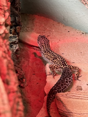 Leopardgecko - weiblich