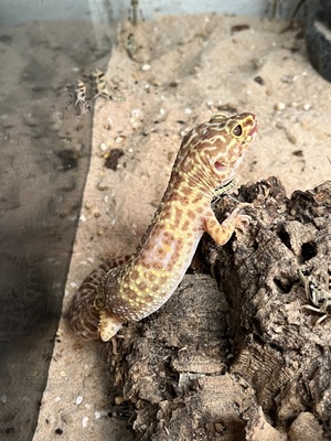 Leopardgecko - weiblich