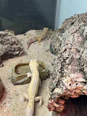 Leopardgecko - weiblich
