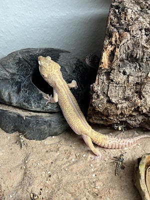 Leopardgecko - weiblich