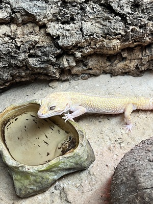 Leopardgecko - weiblich
