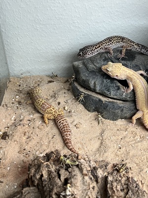 Leopardgecko - weiblich