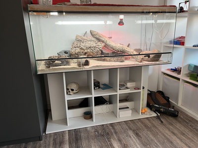 Leopardgecko - weiblich