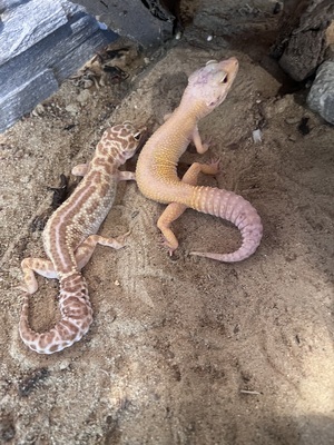 Leopardgecko - weiblich