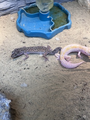 Leopardgecko - weiblich