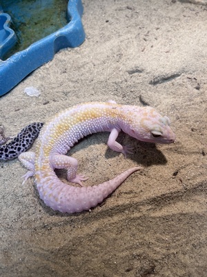 Leopardgecko - weiblich