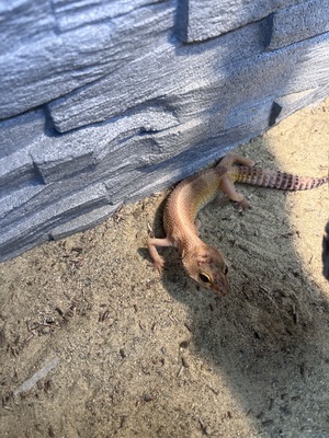 Leopardgecko - weiblich