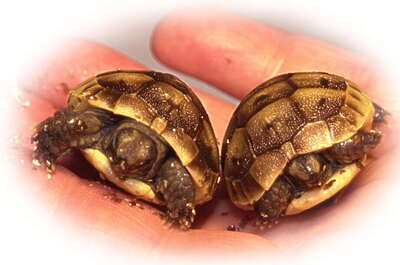 Maurische Landschildkröte Jungtier - männlich