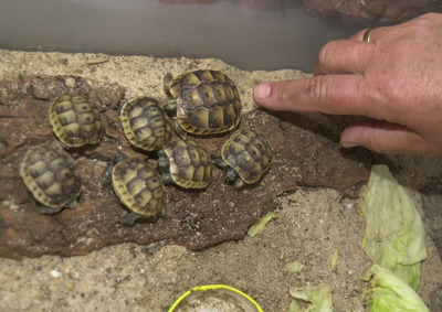 Maurische Landschildkröte Jungtier - männlich