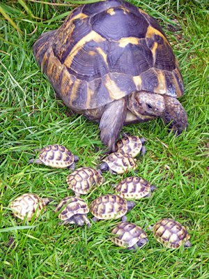 Maurische Landschildkröte Jungtier - männlich