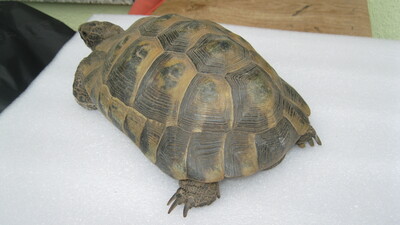 Maurische Landschildkröte - männlich