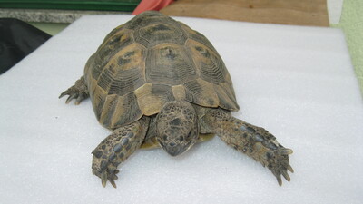 Maurische Landschildkröte - männlich