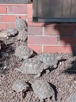 Maurische Landschildkröte - unbekannt