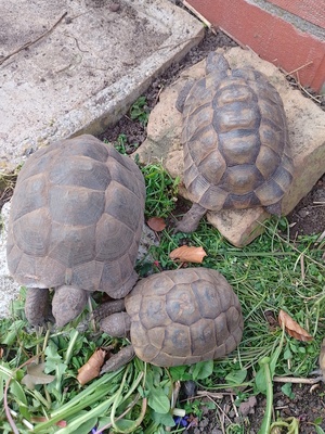 Maurische Landschildkröte - weiblich