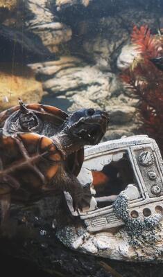 Moschusschildkröten - männlich