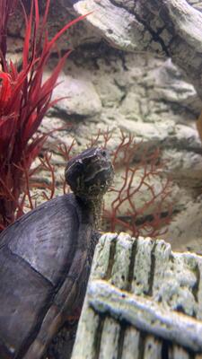 Moschusschildkröten - männlich