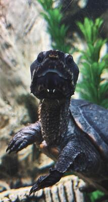 Moschusschildkröten - männlich