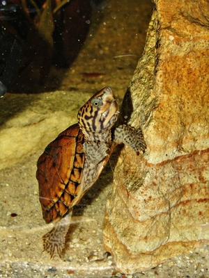 Moschusschildkröten - weiblich