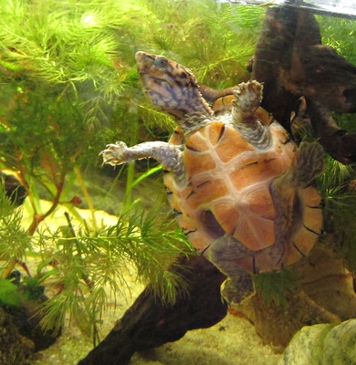 Moschusschildkröten - weiblich