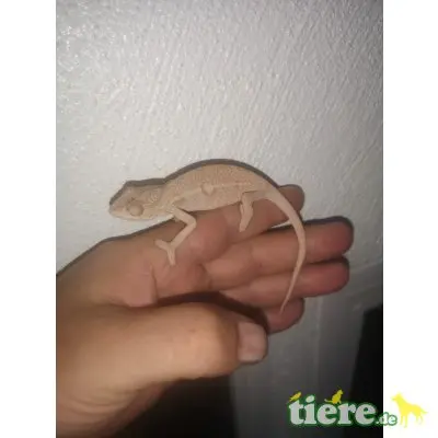 Pantherchamäleon