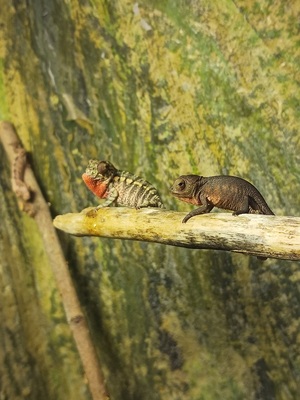 Pantherchamäleon Jungtier - männlich