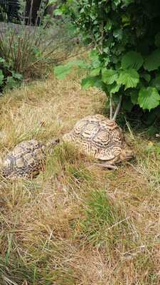 Pantherschildkröten - weiblich