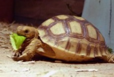Schildkröten Jungtier - unbekannt 2