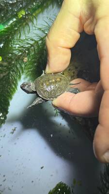 Schildkröten Jungtier - unbekannt