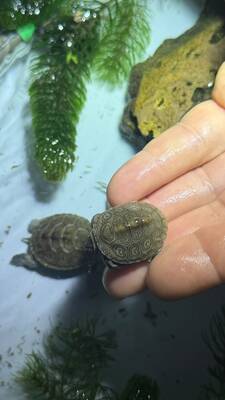 Schildkröten Jungtier - unbekannt