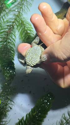 Schildkröten Jungtier - unbekannt