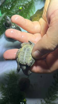 Schildkröten Jungtier - unbekannt