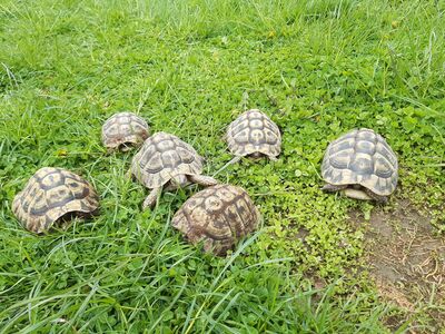 Schildkröten - männlich