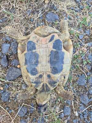 Schildkröten - männlich