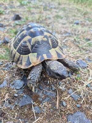Schildkröten - männlich