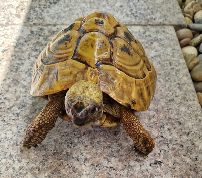 Schildkröten - männlich