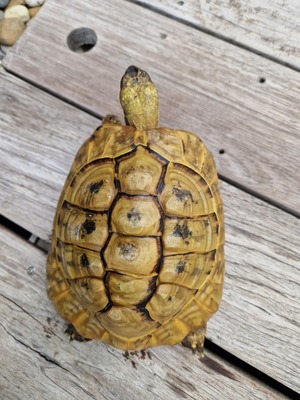 Schildkröten - männlich