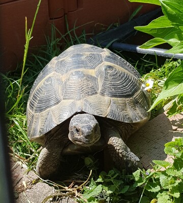 Schildkröten - unbekannt