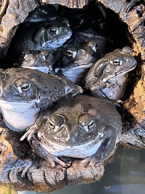 Schildkröten - unbekannt