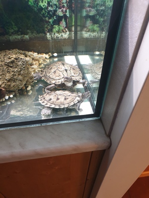 Schildkröten - unbekannt