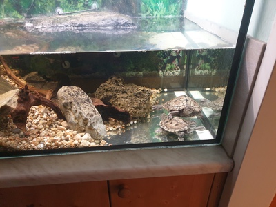 Schildkröten - unbekannt