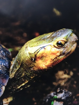 Schildkröten - unbekannt