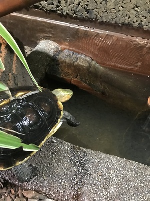 Schildkröten - unbekannt