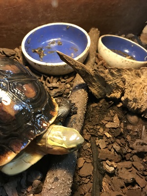 Schildkröten - unbekannt