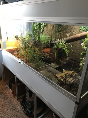 Schildkröten - unbekannt