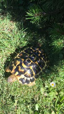 Schildkröten - weiblich 3