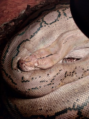 Schlangen - männlich